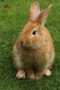Brown rabbit on lawn