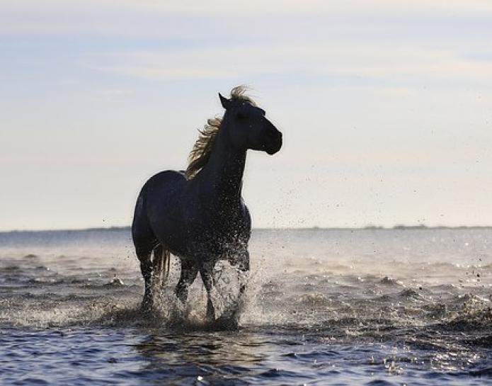 Horse running through surf