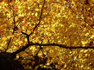 beech tree in autumn