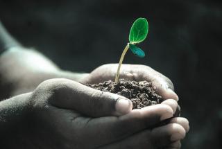hands holding seedling in soil
