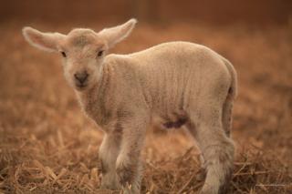 lamb standing in straw