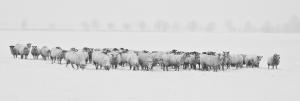 Herd of sheep in snow