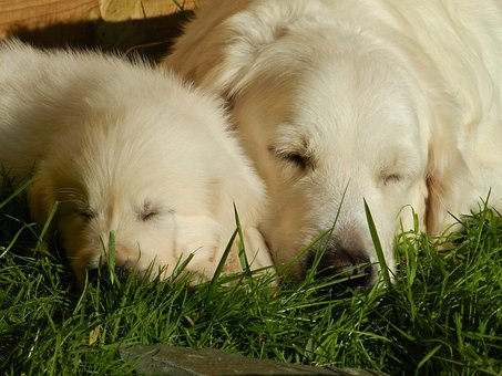 Golden retriever puppy with mum