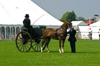 Horse and carriage on field