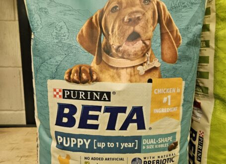 Beta puppy